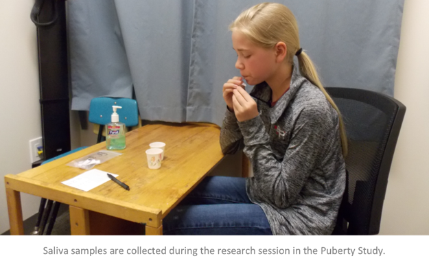 Saliva samples are collected during the research session in the Puberty study.