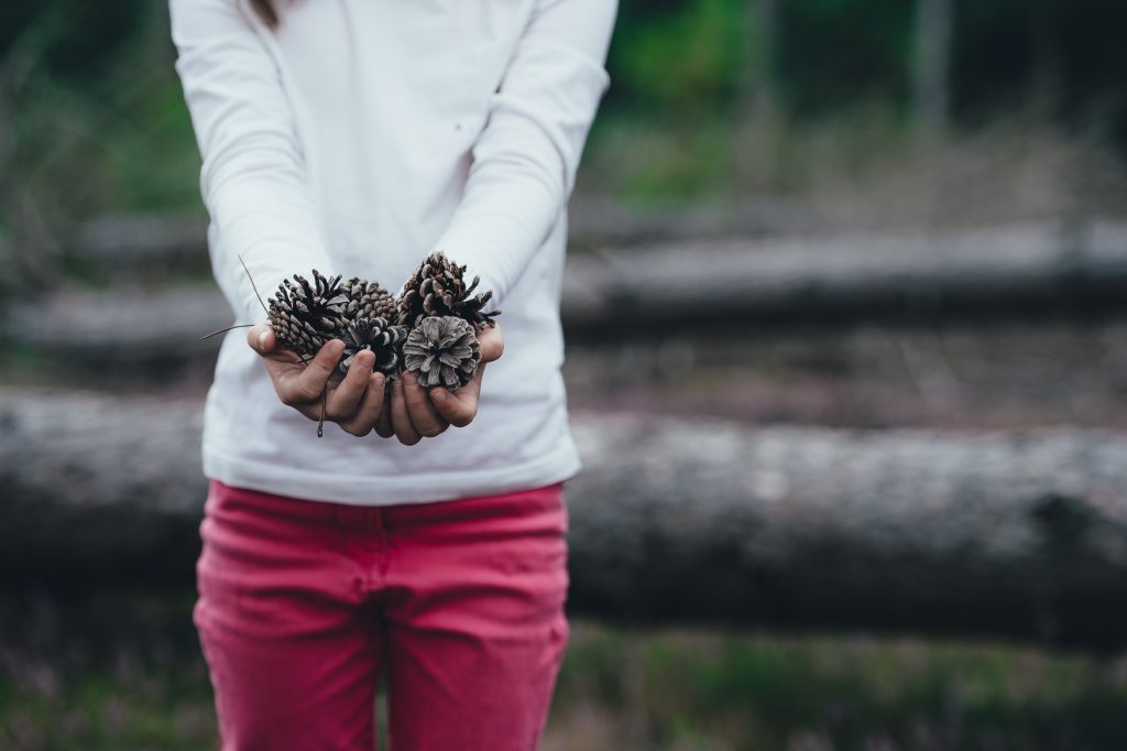 A child holds a collection of pinecones