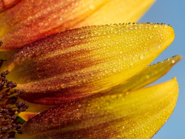 Dew on the petals of a yellow and red flower against a blue sky